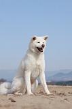 AKITA INU 136